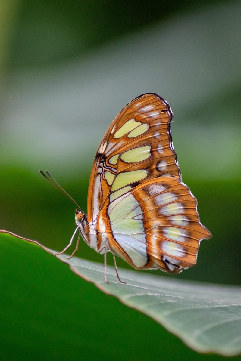 Butterfly Insect Macro Animal
